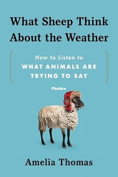 What Sheep Think About the Weather.jpg